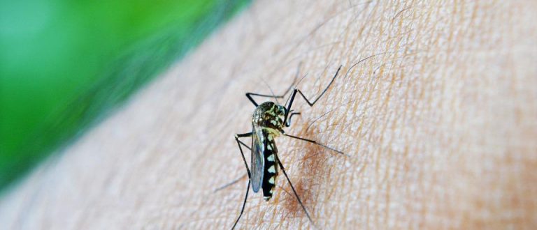 Sobe para seis número de casos de Chikungunya em Cachoeira do Sul