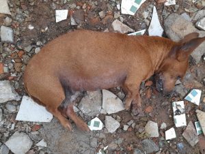 Aconteceu de novo! Cadelinha é morta envenenada no KM Zero