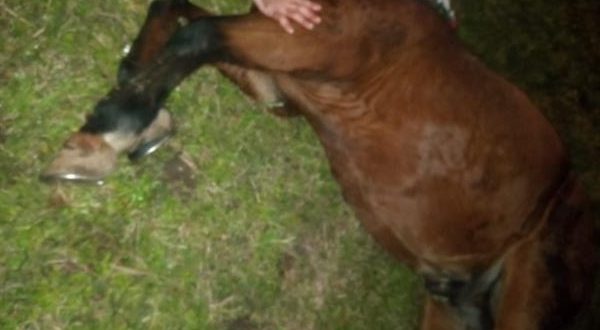 HCB: vítima de acidente com cavalos tem estado grave