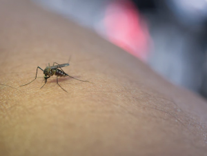 ATUALIZAÇÃO: confira a divisão de casos de Dengue e Chikungunya por bairro e localidade