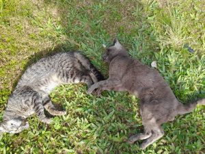 Gatos são mortos envenenados no KM Zero