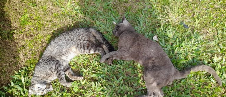 Gatos são mortos envenenados no KM Zero