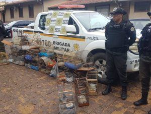 2º BABM faz nova varredura e apreende mais pássaros silvestres em Cachoeira