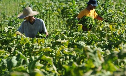 Comitiva representa Cerro Branco em votação de projeto sobre classificação de tabaco na propriedade