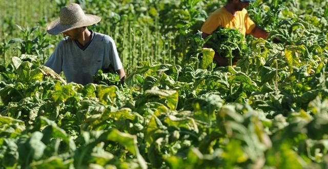 Comitiva representa Cerro Branco em votação de projeto sobre classificação de tabaco na propriedade