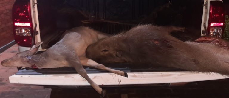 BM prende jovem com animais silvestres abatidos, armas e munições no Irapuazinho