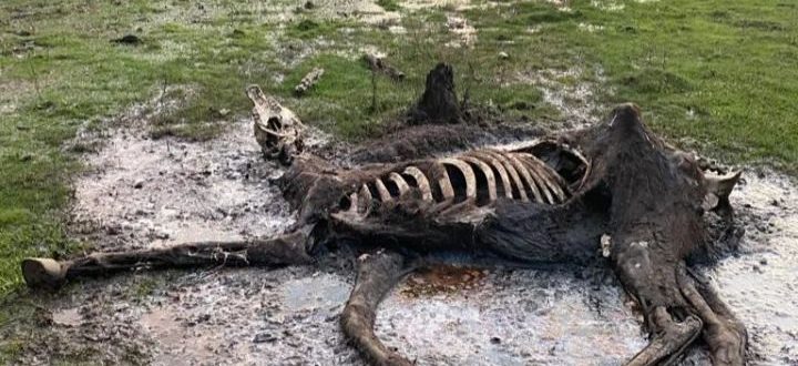Cena de restos mortais de cavalo repercute em Cachoeira do Sul