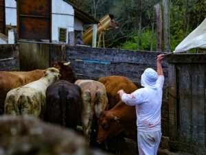 Operação Frigos: dois frigoríficos de Encruzilhada e Caçapava são interditados