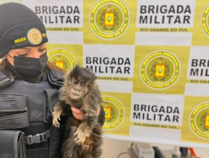 Policiais do 2º BABM resgatam macaco-prego e gato-do-mato