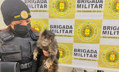 Policiais do 2º BABM resgatam macaco-prego e gato-do-mato