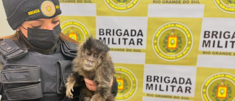 Policiais do 2º BABM resgatam macaco-prego e gato-do-mato