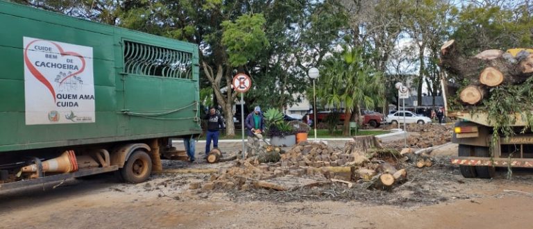 Obras de canalização antecipam remoção de árvore sob risco de queda