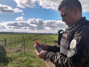 2º BABM apreende pássaros em cativeiro no Bairro Noêmia