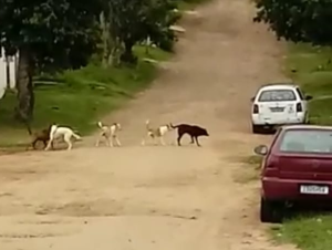 Cachorrada solta ataca motociclistas e pedestres na Rua Ouvídio Trigo Loureiro