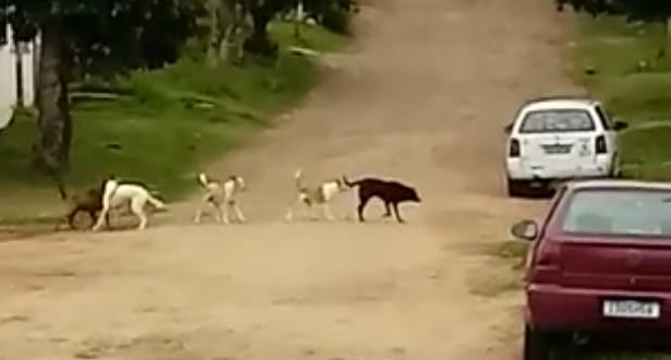 Cachorrada solta ataca motociclistas e pedestres na Rua Ouvídio Trigo Loureiro