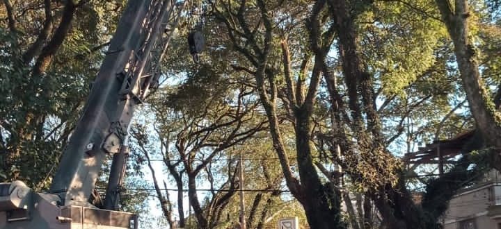 Novo corte de árvores fecha a Rua Marechal Floriano