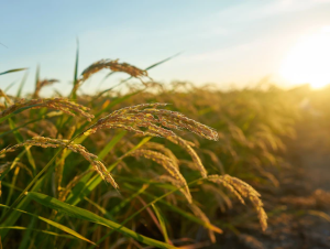 Semeadura de arroz no RS alcança quase 70% no Estado