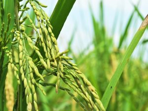 Grãos Orgânicos: Cachoeira recebe 2º Simpósio Gaúcho