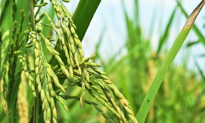 Grãos Orgânicos: Cachoeira recebe 2º Simpósio Gaúcho