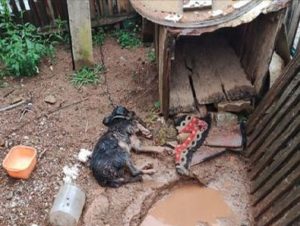 Maus-tratos contra animal: duas mulheres são presas em Encruzilhada do Sul