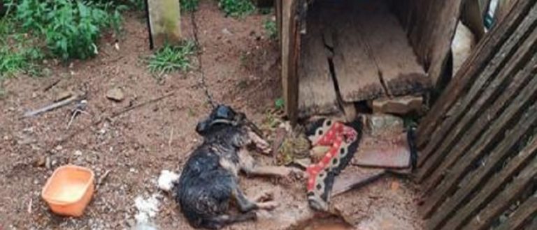 Maus-tratos contra animal: duas mulheres são presas em Encruzilhada do Sul