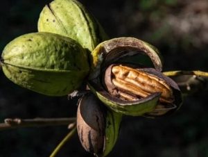 Missão internacional coloca noz-pecã em pauta na China