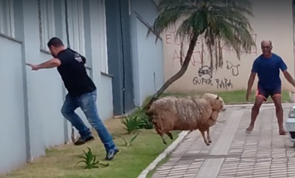 Ovelha é flagrada percorrendo o Centro neste domingo