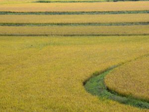 Faltam menos de 3% da área para concluir semeadura do arroz no RS