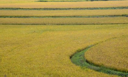 Faltam menos de 3% da área para concluir semeadura do arroz no RS