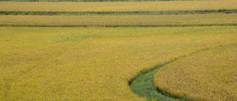 Faltam menos de 3% da área para concluir semeadura do arroz no RS