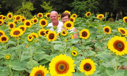 Casal Flores e a arte de cultivar girassóis em Novo Cabrais