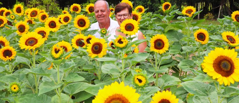 Casal Flores e a arte de cultivar girassóis em Novo Cabrais