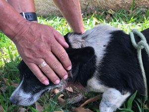 Pelotão Ambiental e Cempra flagram maus-tratos contra cão em Cachoeira do Sul