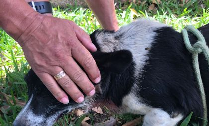 Pelotão Ambiental e Cempra flagram maus-tratos contra cão em Cachoeira do Sul