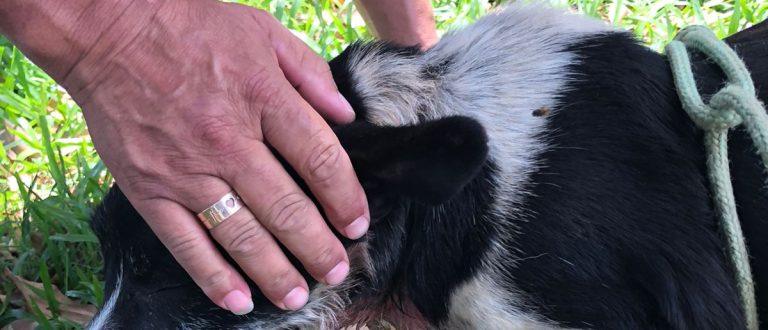 Pelotão Ambiental e Cempra flagram maus-tratos contra cão em Cachoeira do Sul