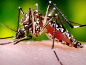 Cachoeira do Sul atualiza casos de Dengue e Chikungunya