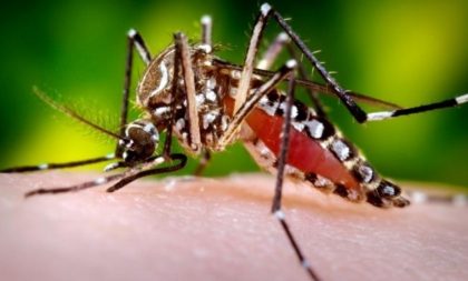 Saúde alerta para número de casos de dengue acima da média em janeiro