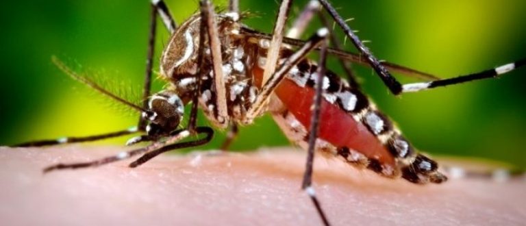 Saúde alerta para número de casos de dengue acima da média em janeiro