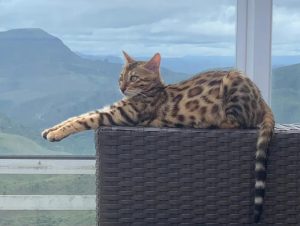 Gato bengal: bombeiros soltam em mata após acharem que era onça