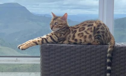 Gato bengal: bombeiros soltam em mata após acharem que era onça