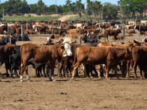 RS é reconhecido pelo Chile como zona livre de aftosa sem vacinação