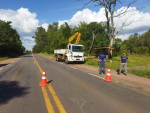 Perigo na BR-290: árvores com risco de queda mobilizam Defesa Civil