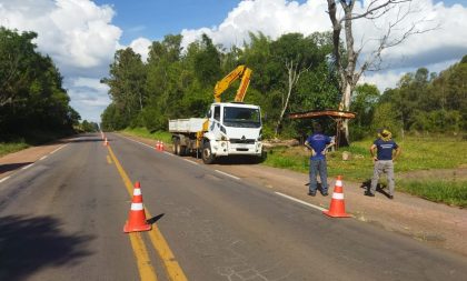 Perigo na BR-290: árvores com risco de queda mobilizam Defesa Civil