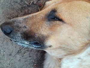 Covardia: cães, gatos e coelho são vítimas de envenenamento no Bairro Augusta