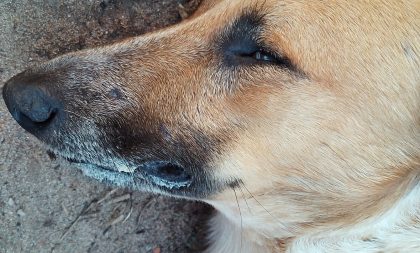 Covardia: cães, gatos e coelho são vítimas de envenenamento no Bairro Augusta