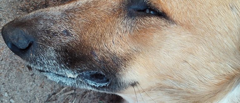 Covardia: cães, gatos e coelho são vítimas de envenenamento no Bairro Augusta