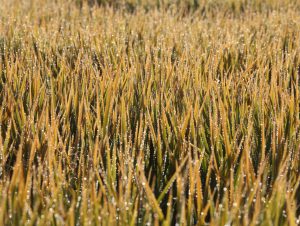 Abertura da Colheita de Arroz debate insumos biológicos na produção de grãos