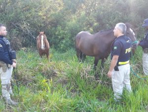 Cavalos soltos causam acidentes na BR-290 