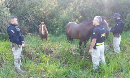 Cavalos soltos causam acidentes na BR-290 