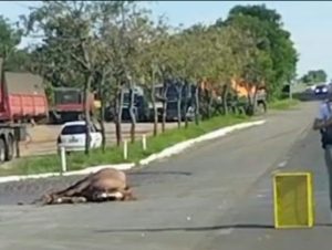 Cavalo solto na pista provoca acidente na Zona Norte